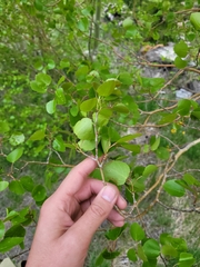 Populus
