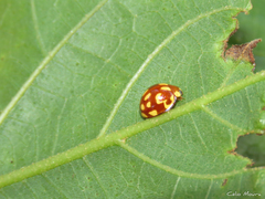 Neocalvia cayennensis