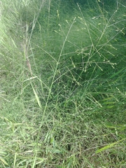 Dichanthelium scoparium