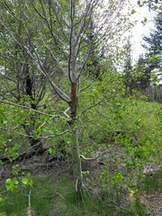 Populus
