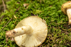 Russula granulata