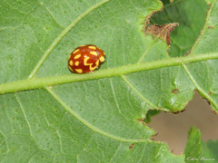 Neocalvia cayennensis