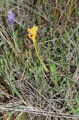 Ophrys lutea