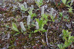 Salix arctica