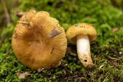 Russula granulata