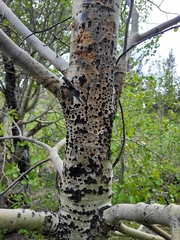 Populus