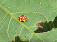 Neocalvia cayennensis