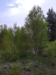 Populus