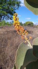 Byrsonima verbascifolia