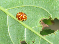 Neocalvia cayennensis