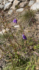 Campanula rapunculoides
