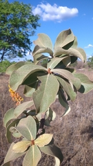 Byrsonima verbascifolia