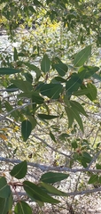 Populus angustifolia