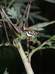 Eupholidoptera chabrieri