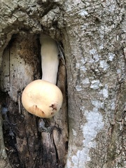 Hypsizygus