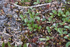 Salix stolonifera