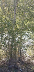 Populus angustifolia