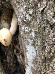 Hypsizygus