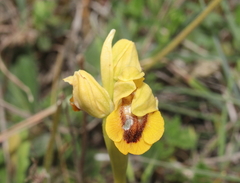 Ophrys lutea