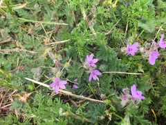 Erodium cicutarium cicutarium