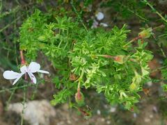 Pelargonium crispum