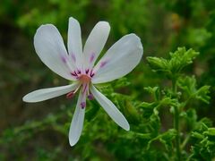 Pelargonium crispum
