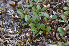 Salix stolonifera