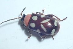 Omophoita