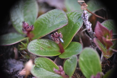 Salix stolonifera
