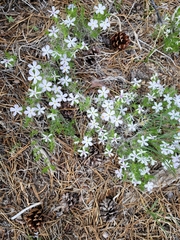 Polemoniaceae