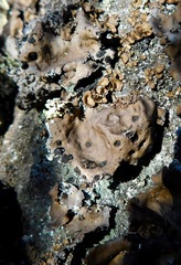 Umbilicaria muhlenbergii