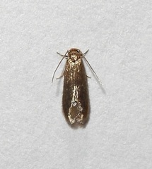 Phaeoses sabinella