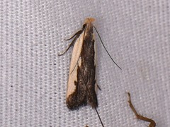 Dichomeris serrativittella