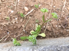 Valerianella locusta