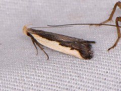 Dichomeris serrativittella
