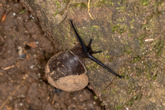 Camaenidae