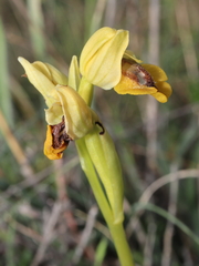 Ophrys lutea