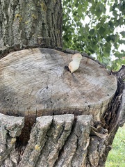 Hemipholiota populnea