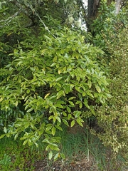 Pittosporum eugenioides
