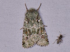 Lacinipolia laudabilis