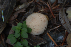 Lycoperdon perlatum