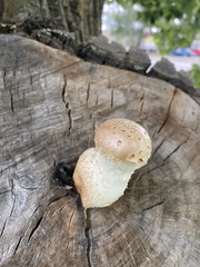 Hemipholiota populnea