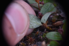 Salix stolonifera