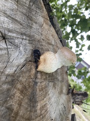 Hemipholiota populnea
