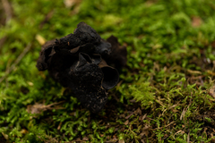 Ionomidotis irregularis