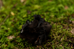 Ionomidotis irregularis