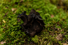 Ionomidotis irregularis