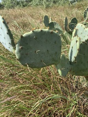 Opuntia orbiculata