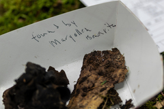 Ionomidotis irregularis