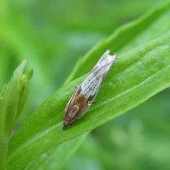 Eucosma cana